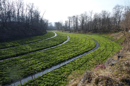 wasabi fields